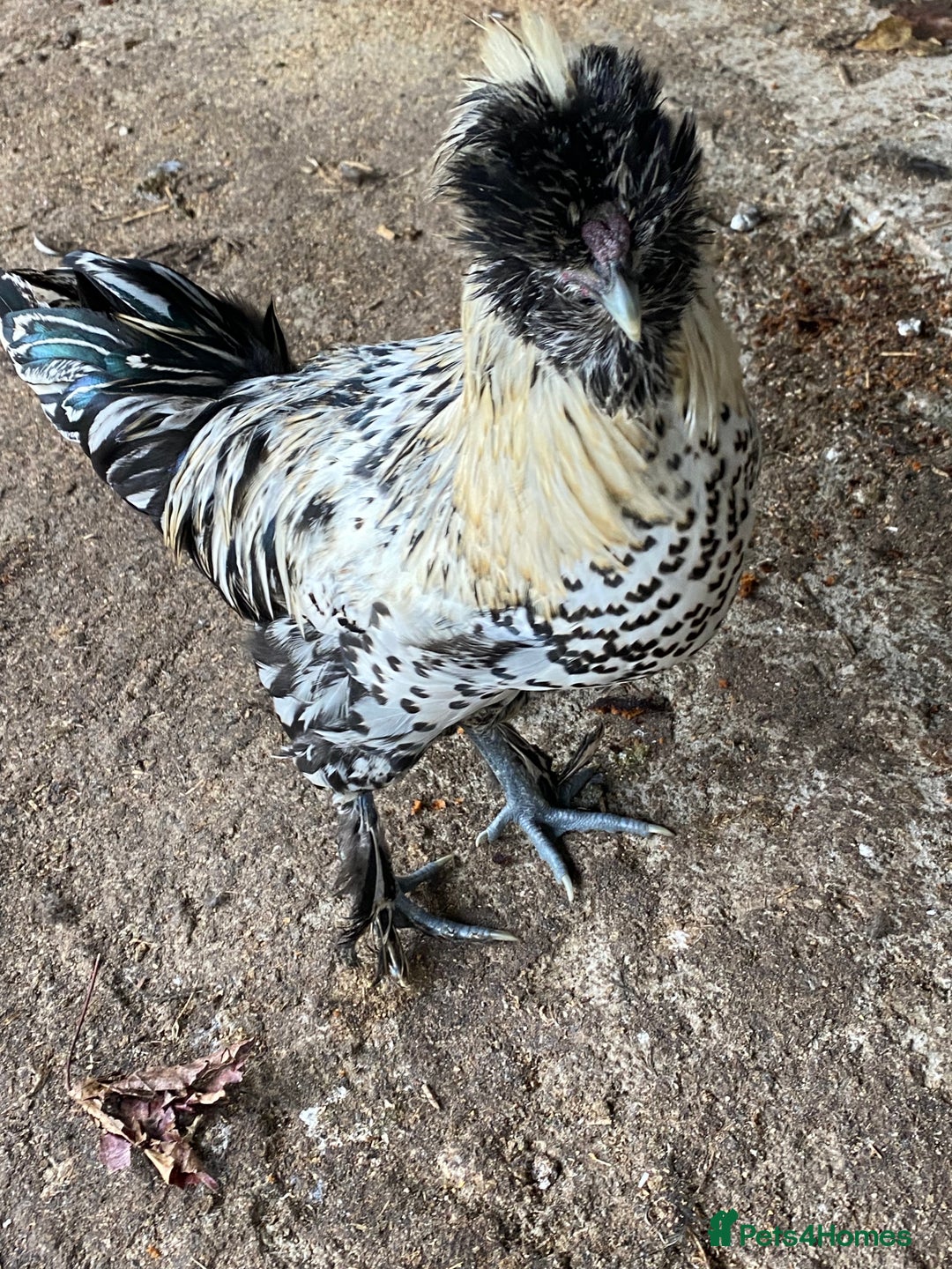 Chickens poultry for sale: Laced polish and silkie chicken mixed breeds - Image 3
