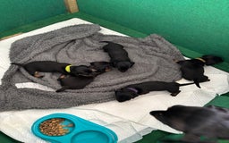 Miniature Dachshund dogs for sale: 5 miniature black & tan smooth haired dachshunds  - Image 6