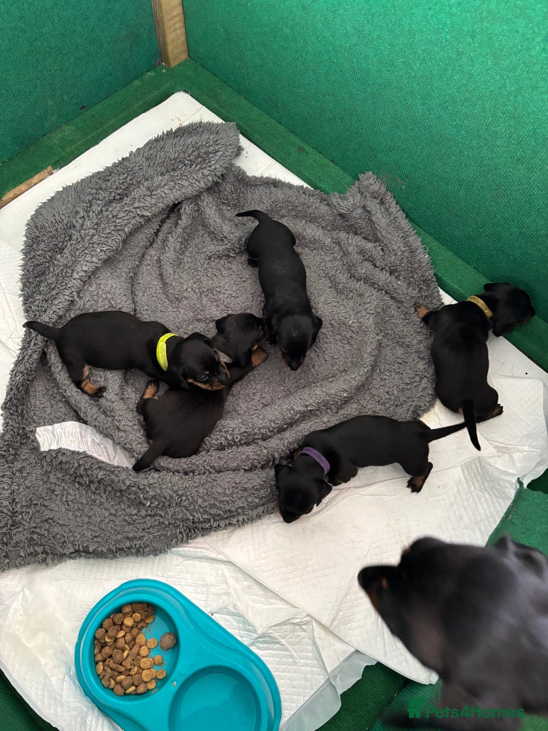 Miniature Dachshund dogs for sale: 5 miniature black & tan smooth haired dachshunds  - Image 6