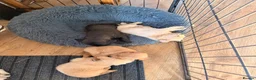 Mixed Breed dogs for sale: North Terry Cross by poodle - Advert 6