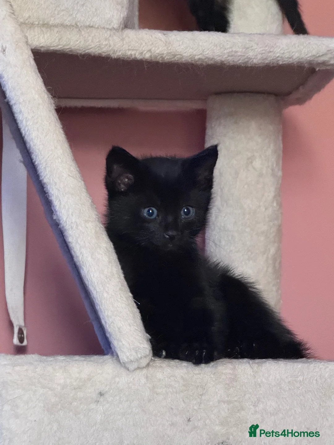 Mixed Breed cats for sale: kittens for sale - Advert 2