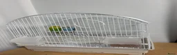 Budgerigars birds for sale: Pair of Beautiful Budgies with cage ,food & toys - Advert 3