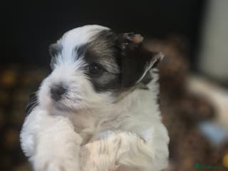 Yorkshire Terrier dogs Beautiful Biewer Yorkshire terrier boy - Advert 2