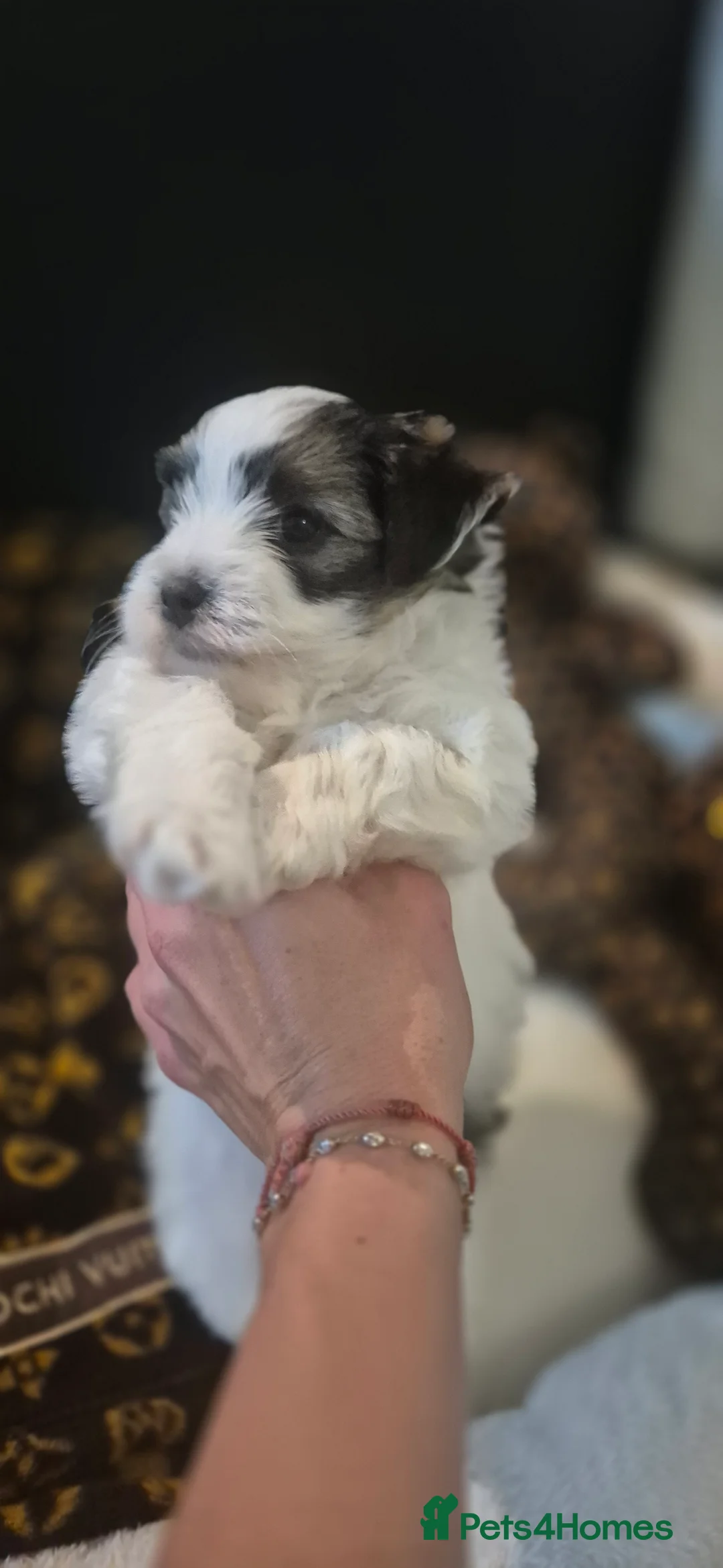 Yorkshire Terrier dogs for sale: Beautiful Biewer Yorkshire terrier boy - Advert 1