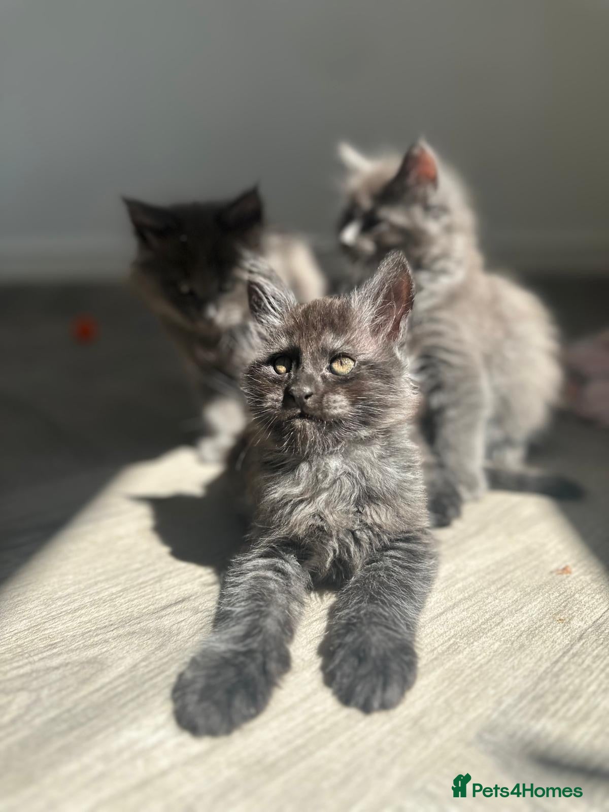 Maine Coon cats TICA Black&Blue Smoke Maine Coons - Advert 3