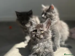 Maine Coon cats TICA Black&Blue Smoke Maine Coons - Advert 3
