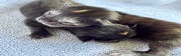 Maine Coon cats for sale: RARE MAINE COON KITTENS UNIQUE COLOUR XL BLOODLINE - Advert 1