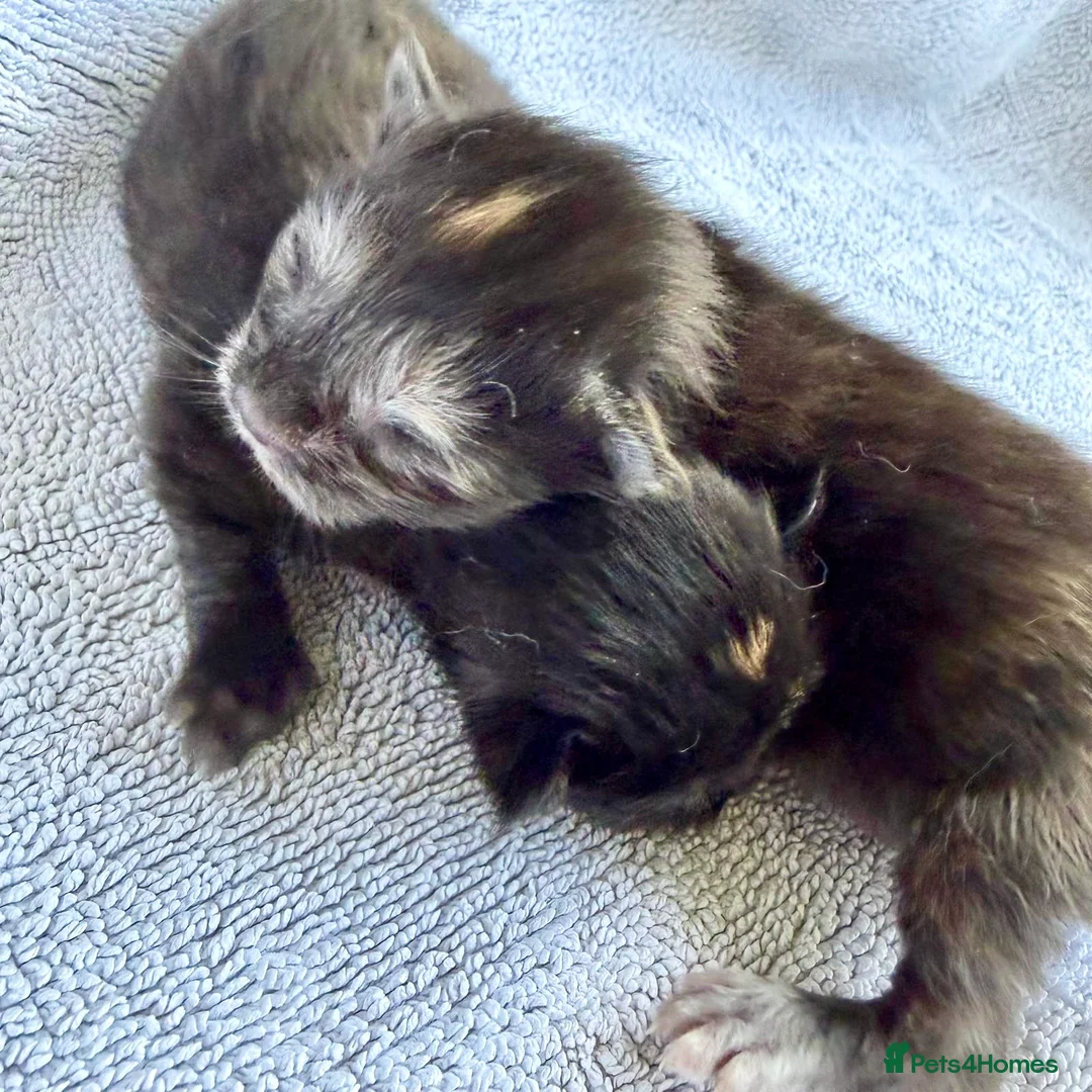 Maine Coon cats for sale: RARE MAINE COON KITTENS UNIQUE COLOUR XL BLOODLINE - Advert 1