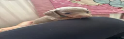Miniature Dachshund dogs for sale: 5 miniature dacshunds puppies  - Advert 9