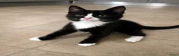 Mixed Breed cats for sale: 3 beautiful kittens for sale  - Advert 9