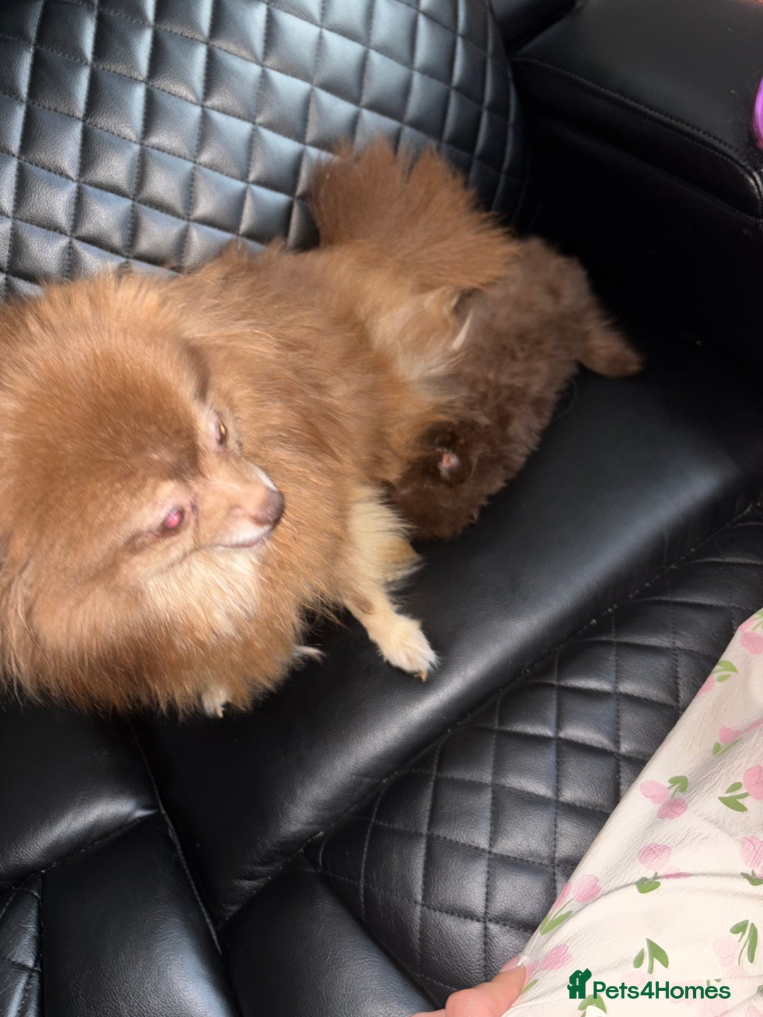 Pomeranian dogs for sale: 3 beautiful Pom - Image 3