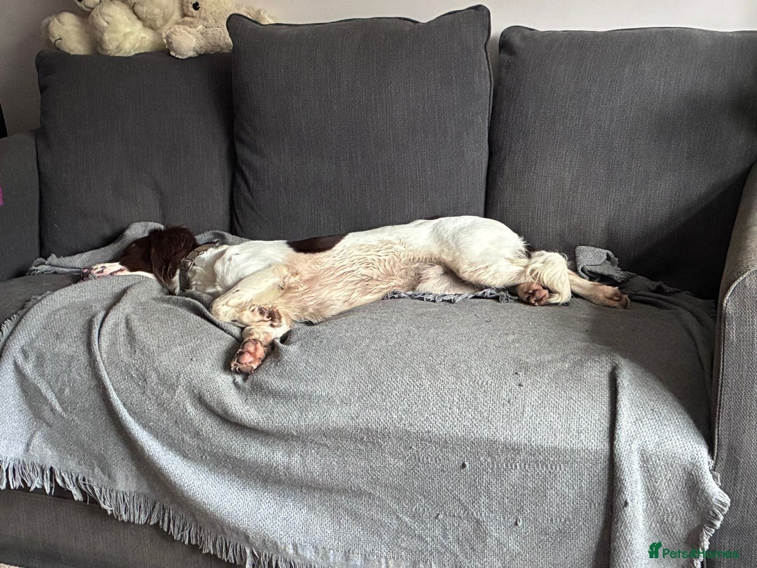 Mixed Breed dogs for adoption: Rots adorable 8 mthold Bouncy Springer Spaniel Pup - Image 4