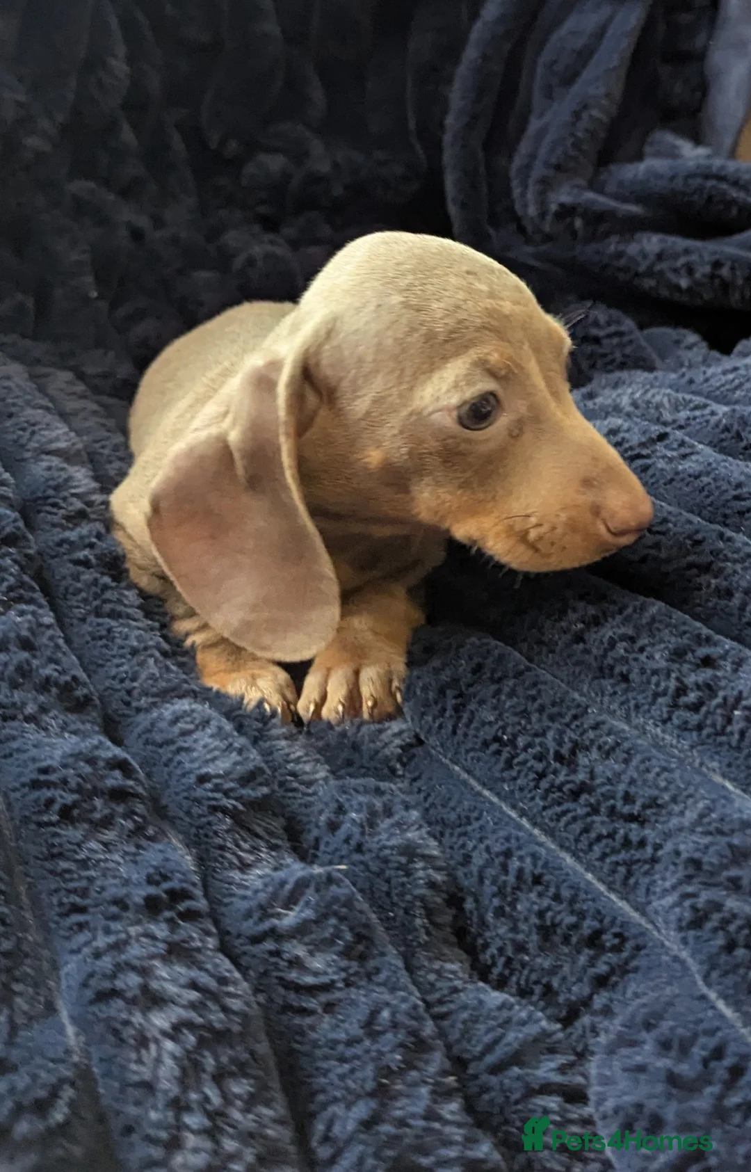 Miniature Dachshund dogs for sale: Miniature dachshund puppies  - Advert 13