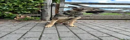 German Shepherd dogs for sale: ZEUS AND LUNA 2 GERMAN SHEPHERDS 8 MONTHS OLD  - Advert 3