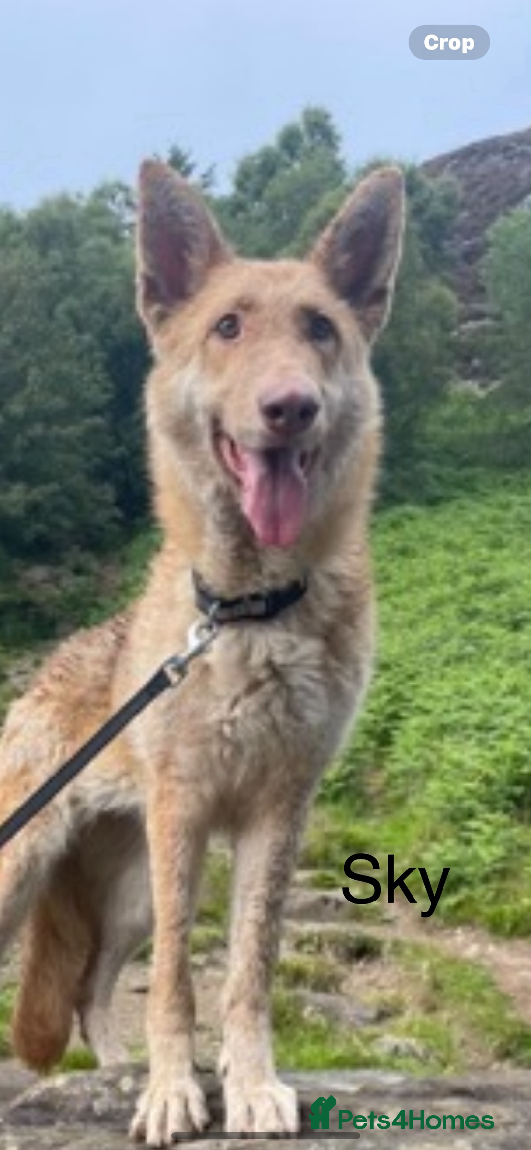 German Shepherd dogs for sale: German Shepherds by Shawhhead Shepherds  - Image 13