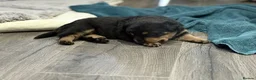 Rottweiler dogs for sale: Chunky Rottweilers  - Advert 10