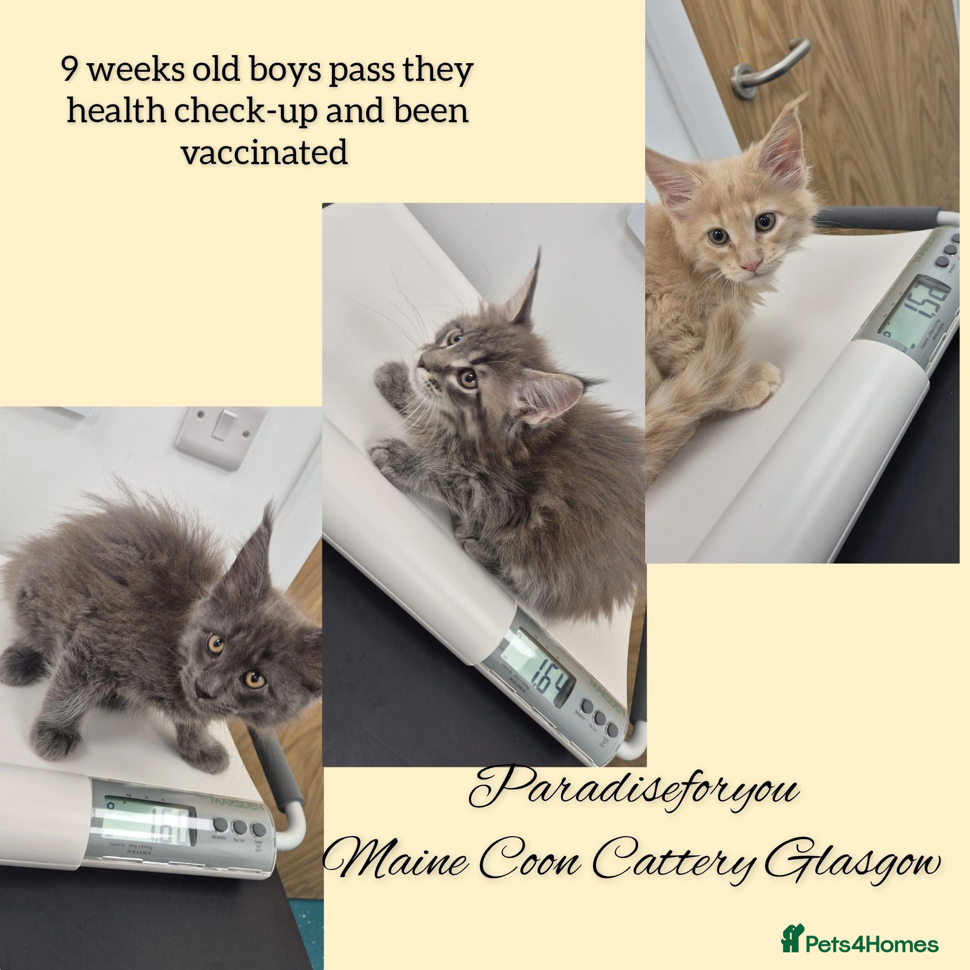 Maine Coon cats Maine Coon kittens Glasgow TICA REGISTERED  - Advert 1