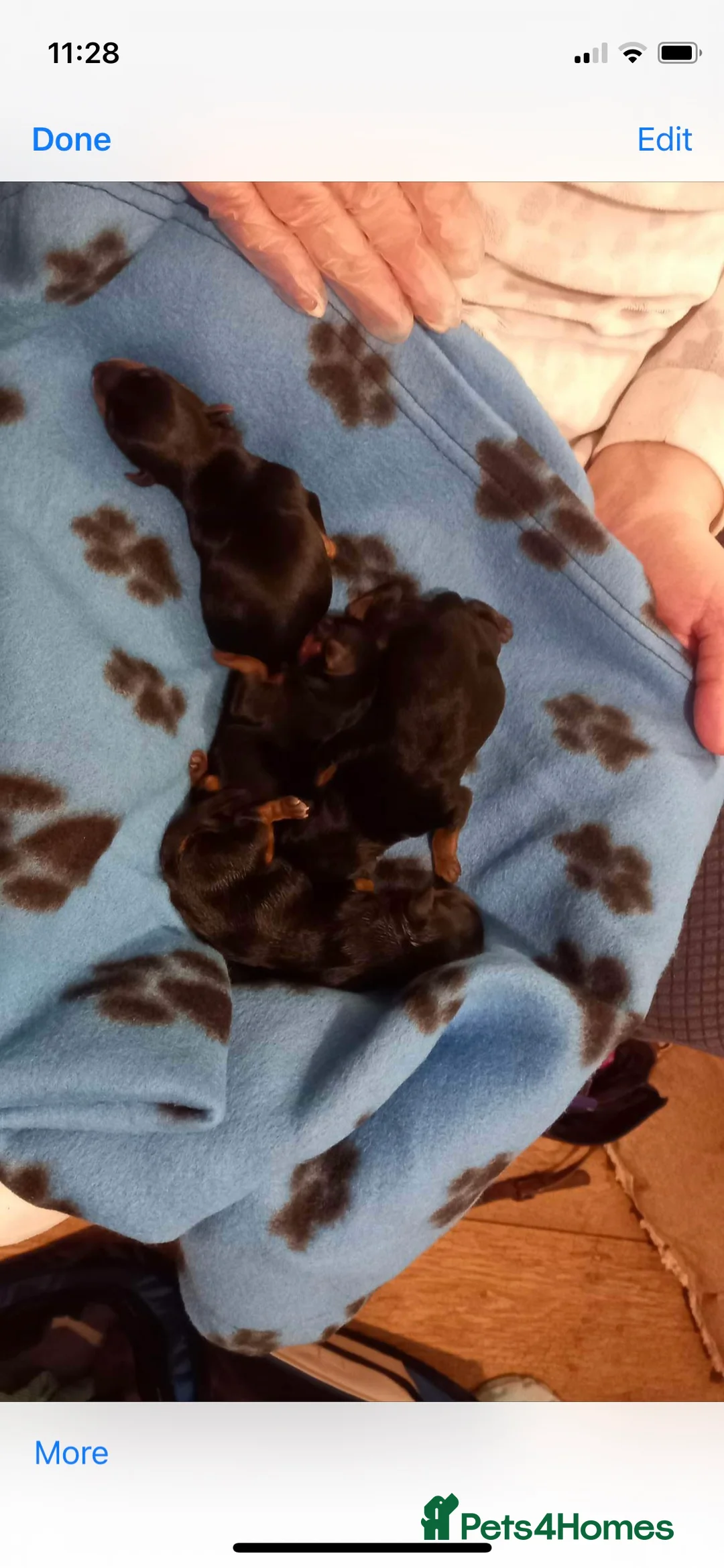 Yorkshire Terrier dogs for stud: Miniature Yorkshire terrier for stud in Bradford - Advert 9