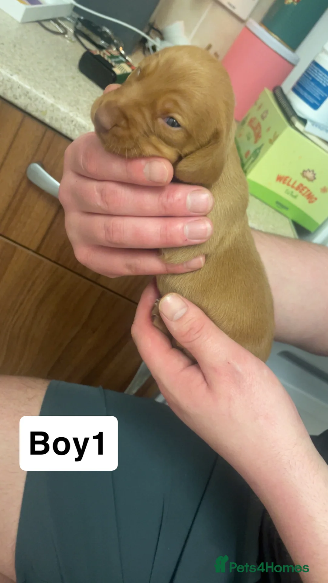 Mixed Breed dogs for sale: Cocker spaniel x dachshund puppies  - Advert 2