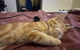 Domestic Shorthair cats for sale: Ginger boy  - Image 2