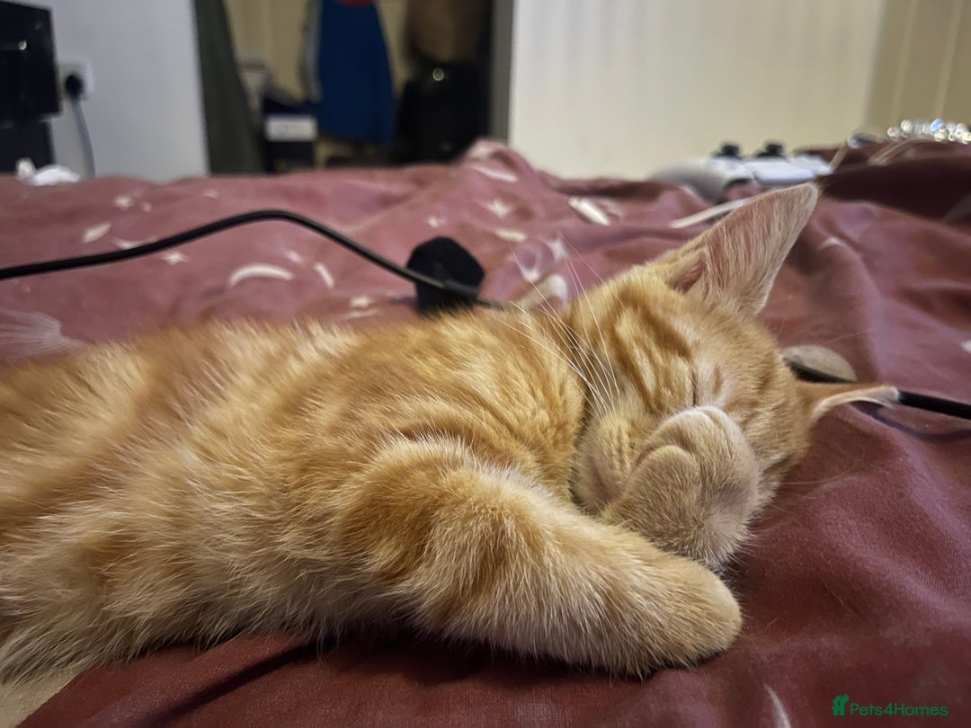 Domestic Shorthair cats for sale: Ginger boy  - Image 2