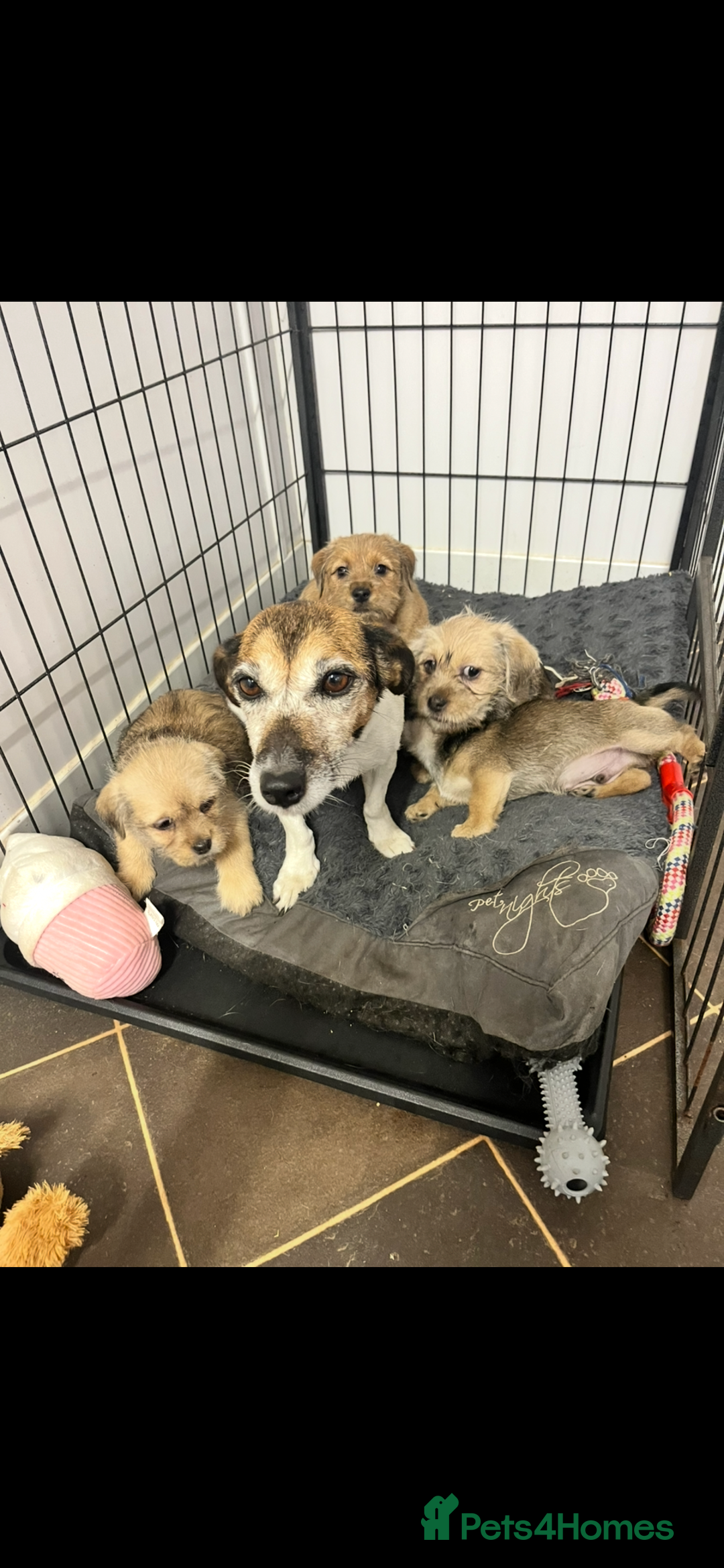 Jack Russell dogs for sale: super cuties Jack Russells  - Image 9