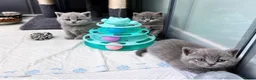 British Shorthair cats for sale: GCCF Beautiful British Shorthair Kittens for sale in Bolton - Advert 3