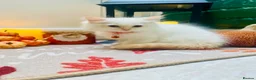 Ragdoll cats for sale: Pedigree ragdolls with docs and certificates - Advert 11