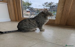 Mixed Breed cats for sale: Two gorgeous boys left - Image 8