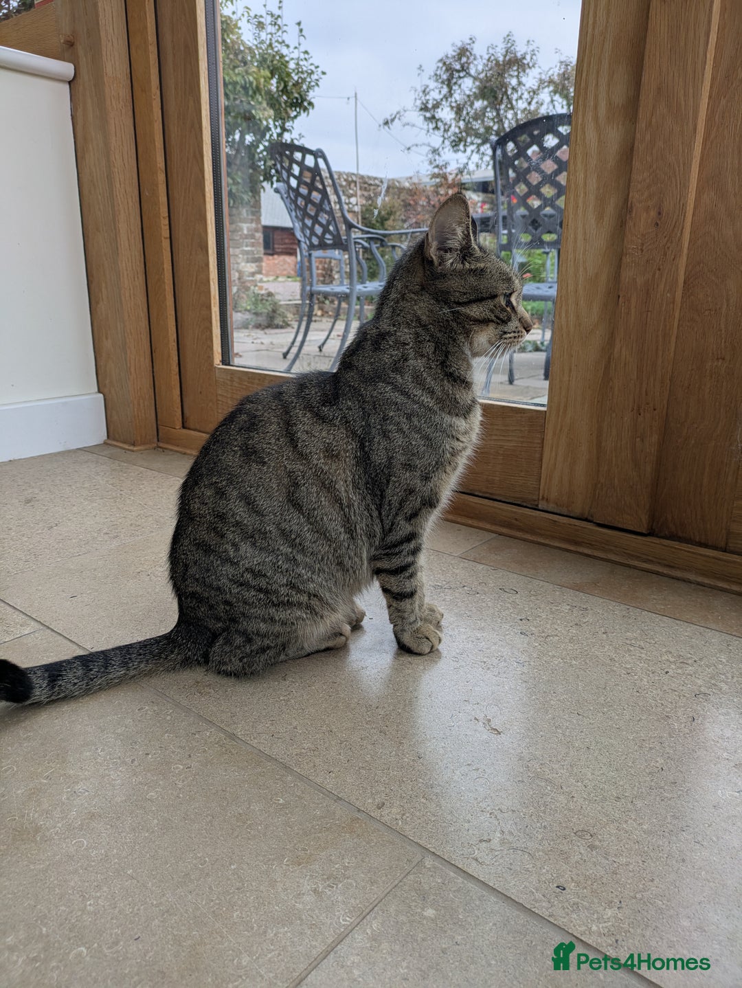 Mixed Breed cats for sale: Two gorgeous boys left - Image 8