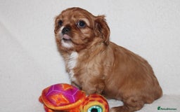 Cavalier King Charles Spaniel dogs for sale: Gorgeous Cavalier King Charles Spaniel puppies - Image 21