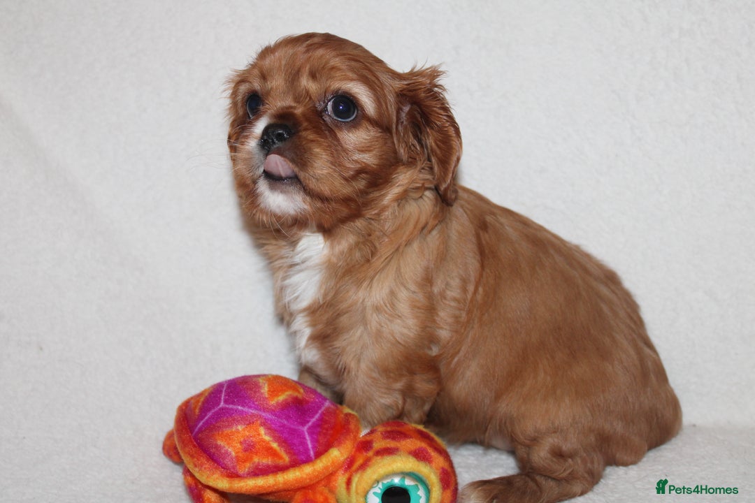 Cavalier King Charles Spaniel dogs for sale: Gorgeous Cavalier King Charles Spaniel puppies - Image 21