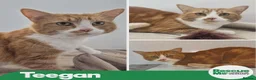 Mixed Breed cats for adoption: Teegan - sweet girl in Liverpool - Advert 1