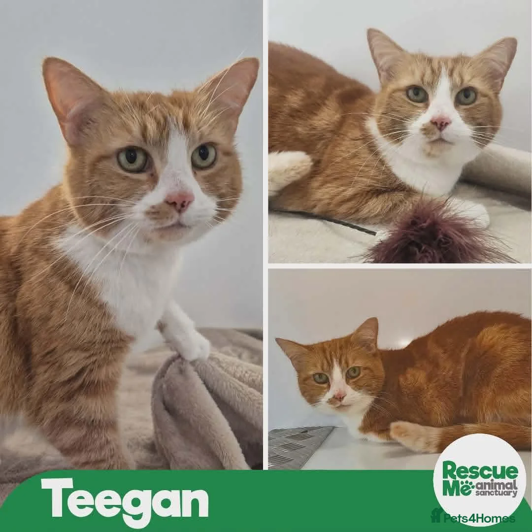Mixed Breed cats for adoption: Teegan - sweet girl in Liverpool - Advert 1