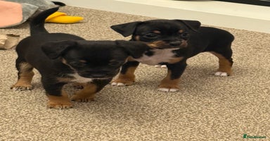 Mixed Breed dogs Beautiful Jack X Chihuha 1 boy left  - Advert 14