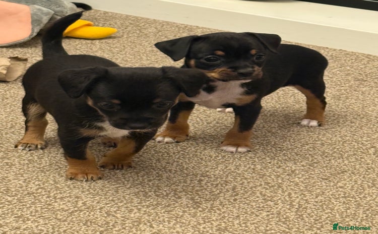 Mixed Breed dogs Beautiful Jack X Chihuha Puppies READY SOON  - Advert 11