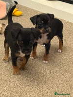 Mixed Breed dogs Beautiful Jack X Chihuha 1 boy left - Advert 14