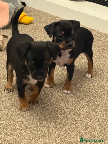 Mixed Breed dogs Beautiful Jack X Chihuha Puppies READY SOON - Advert 2