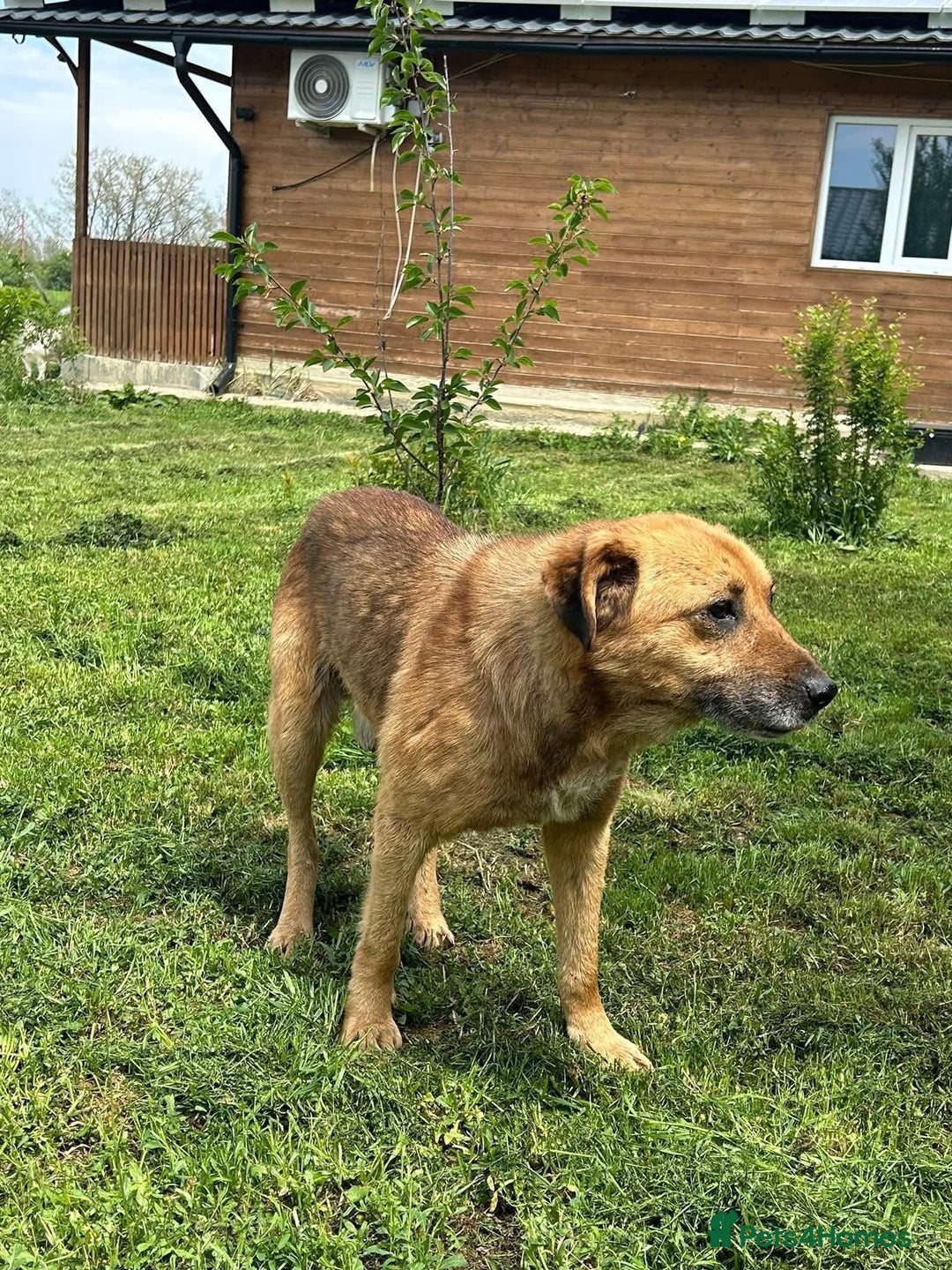 Mixed Breed dogs for adoption: Cyril - Fakenham Norfolk  - Advert 4