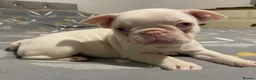 French Bulldog dogs for sale: Last KC registered French Bulldog puppy - Advert 8