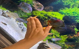 Cichlids fish for sale: Tropical fish  - Image 15