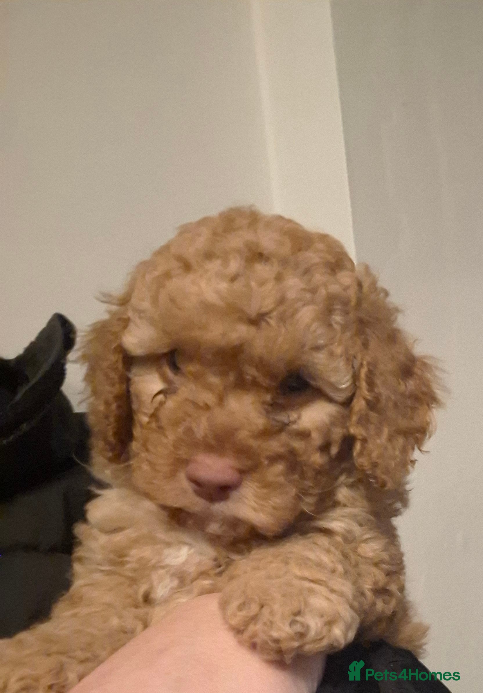 Cockapoo dogs LAST LITTLE BOY READY NOW - Advert 14