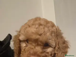 Cockapoo dogs LAST LITTLE BOY READY NOW - Advert 14