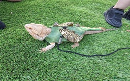 Bearded Dragon reptiles for sale: Bearded dragon looking for a loving new home - Image 1
