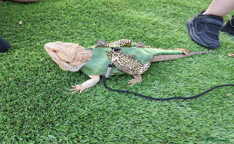 Bearded Dragon reptiles for sale - Advert 1