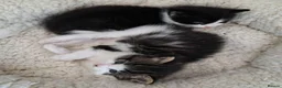 Mixed Breed cats for adoption: Kyle and Kes - Advert 3