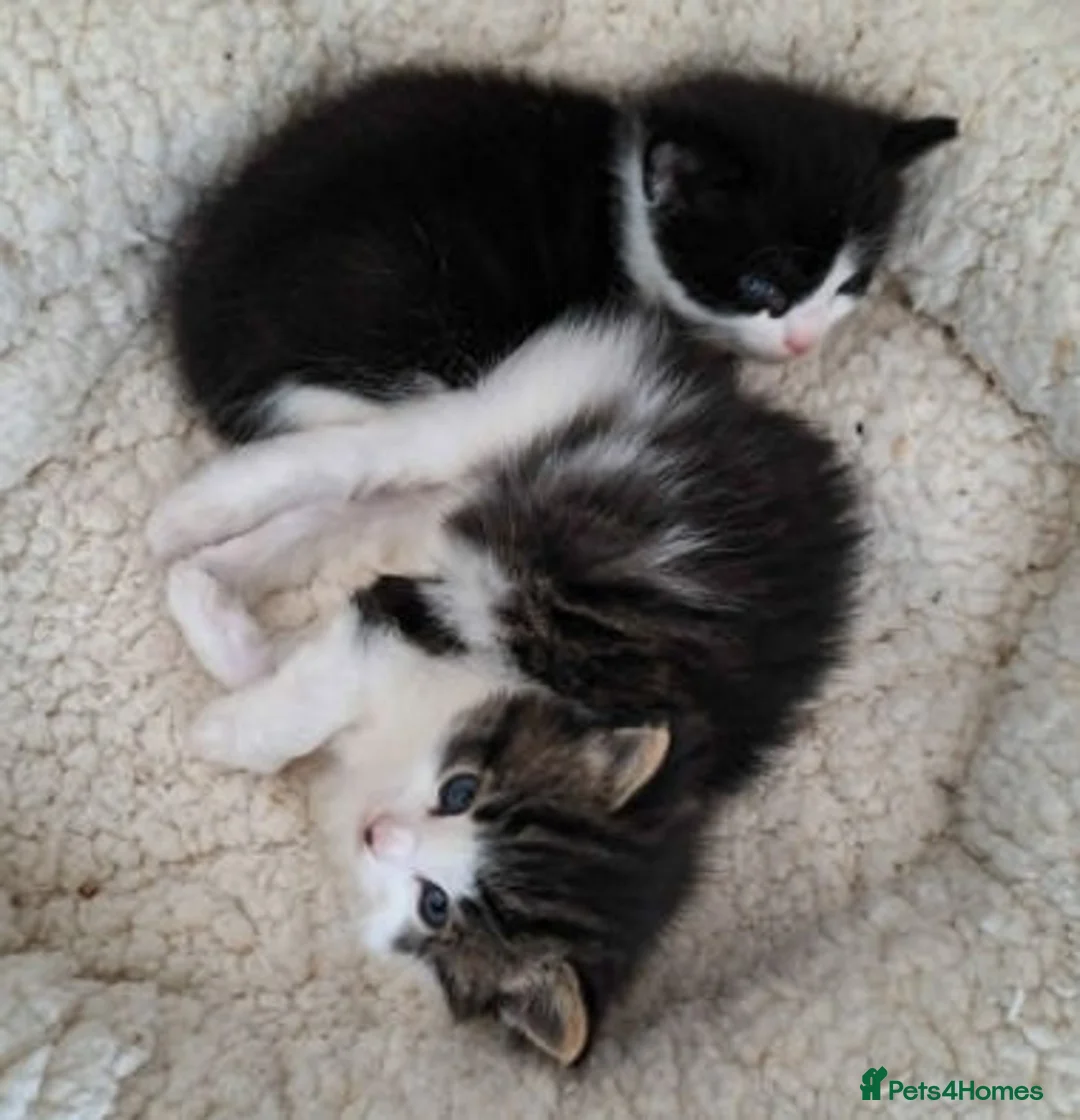 Mixed Breed cats for adoption: Kyle and Kes - Advert 3