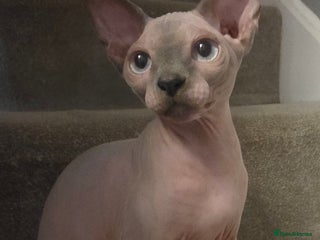 Sphynx cats - Advert 3