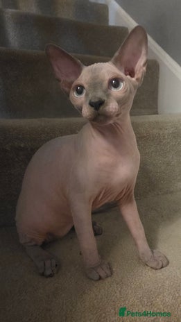 Sphynx cats - Advert 3