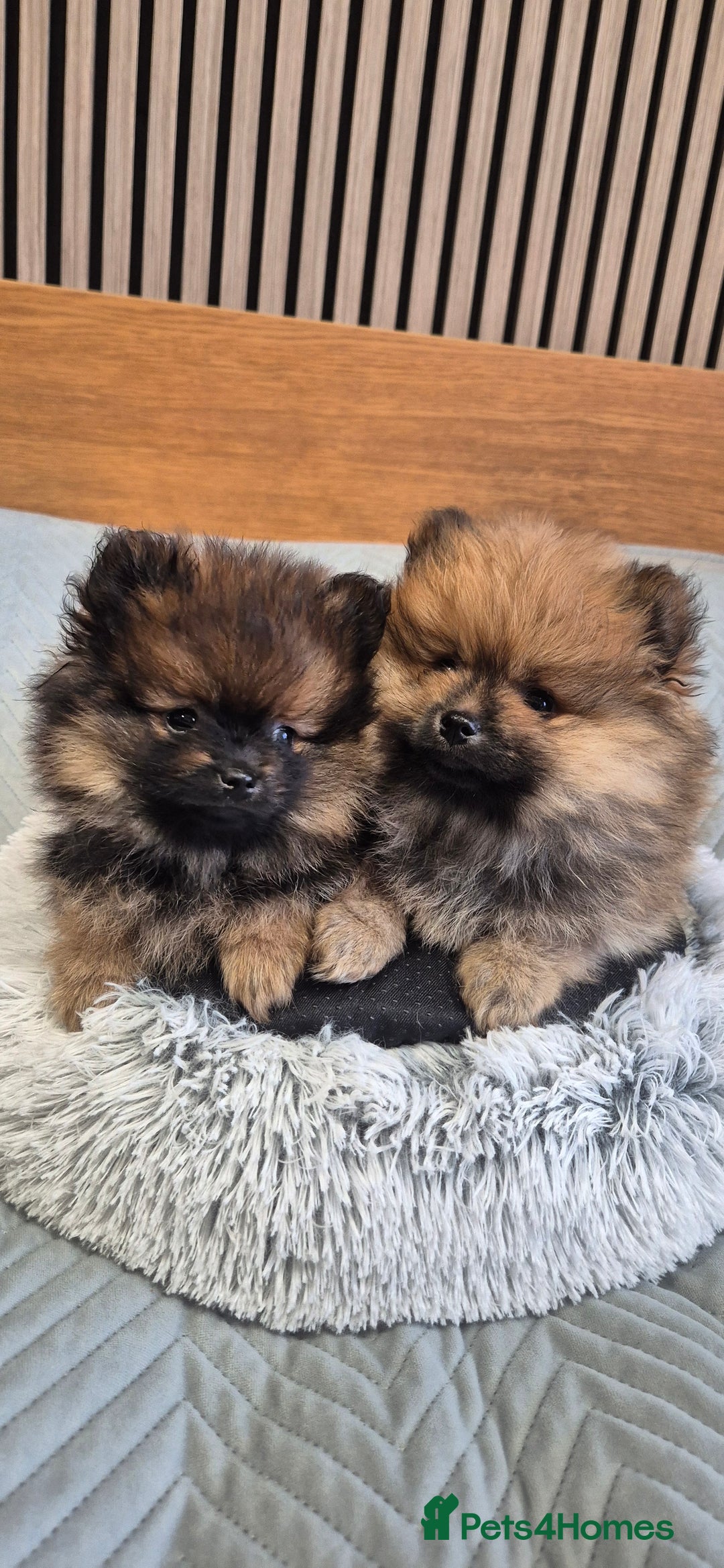 Pomeranian dogs for sale: Beautiful Pomeranian Puppies - Advert 1
